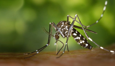 Mosquit tigre